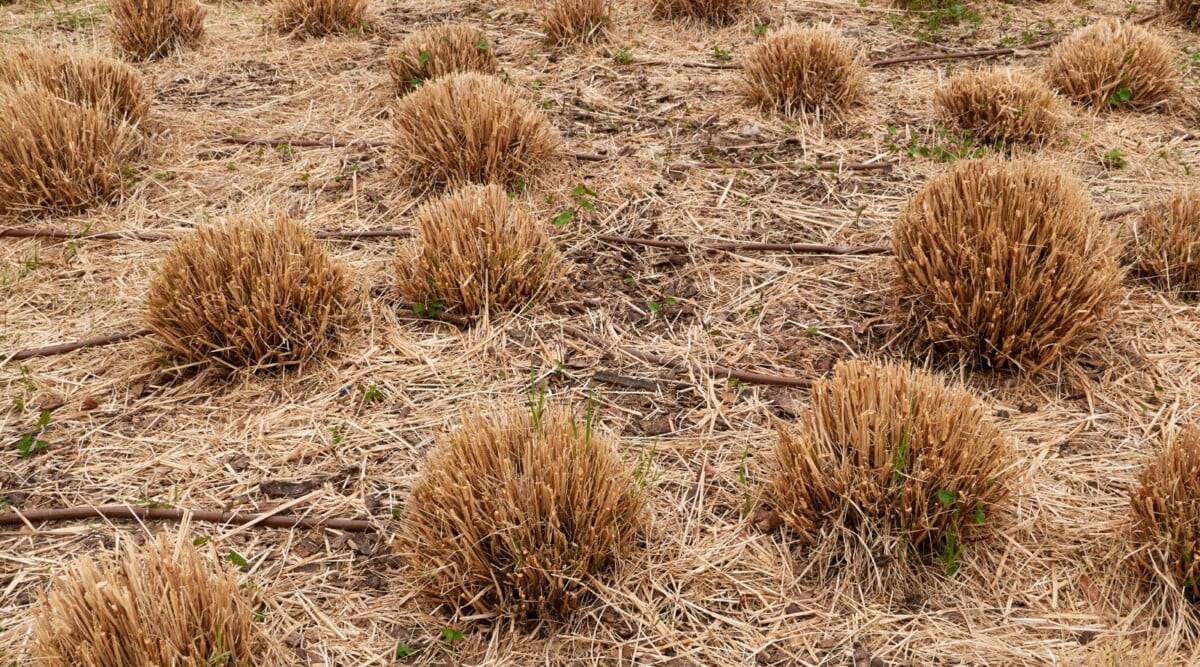 Close-up of trimmed tufts of Cortaderia selloana in an ornamental garden, in spring. The soil is covered with a layer of dry straw mulch. Cortaderia selloana is an ornamental grass that grows in clumps. The trimmed tufts consist of short, vertical, dry, orange-brown stems.