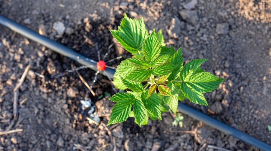 How to Install a DIY Drip Irrigation System in 9 Easy Steps