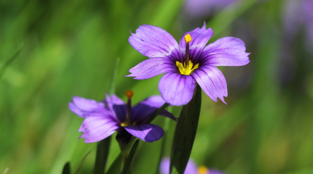 Two delicate purple flowers stand tall, their slender stems reaching toward the warm sunlight. The blossoms boast captivating yellow centers amidst soft, petal layers. In the backdrop, blurred greenery creates a serene, natural canvas.