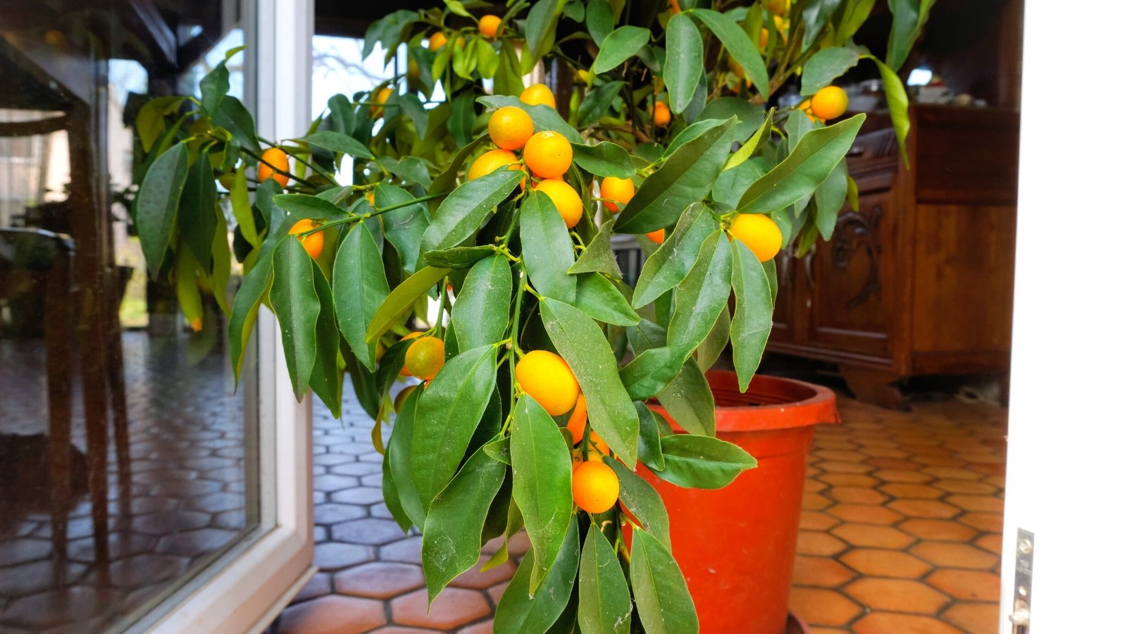A lemon tree in an orange pot, nestled inside a house with wooden decor. With the tree showcasing its vibrant dangling round fruits