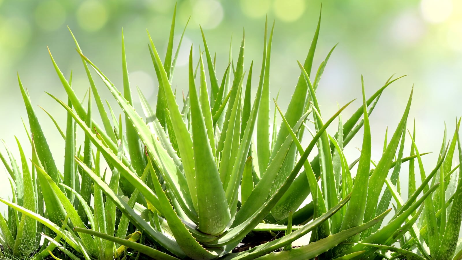 What Kind of Soil do Aloe Vera Plants Need?
