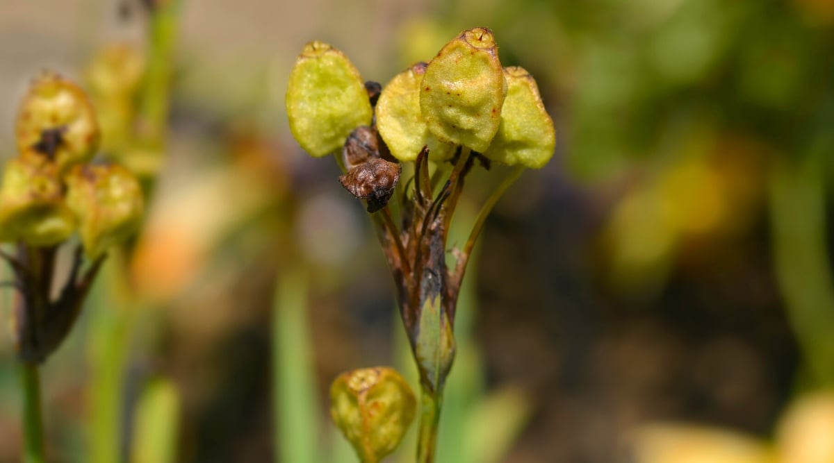 A close-up of seed pods in a green hue, each pod displaying delicate textures and intricate patterns. The blurred background reveals a multitude of pods, creating a harmonious botanical tapestry within nature's embrace.