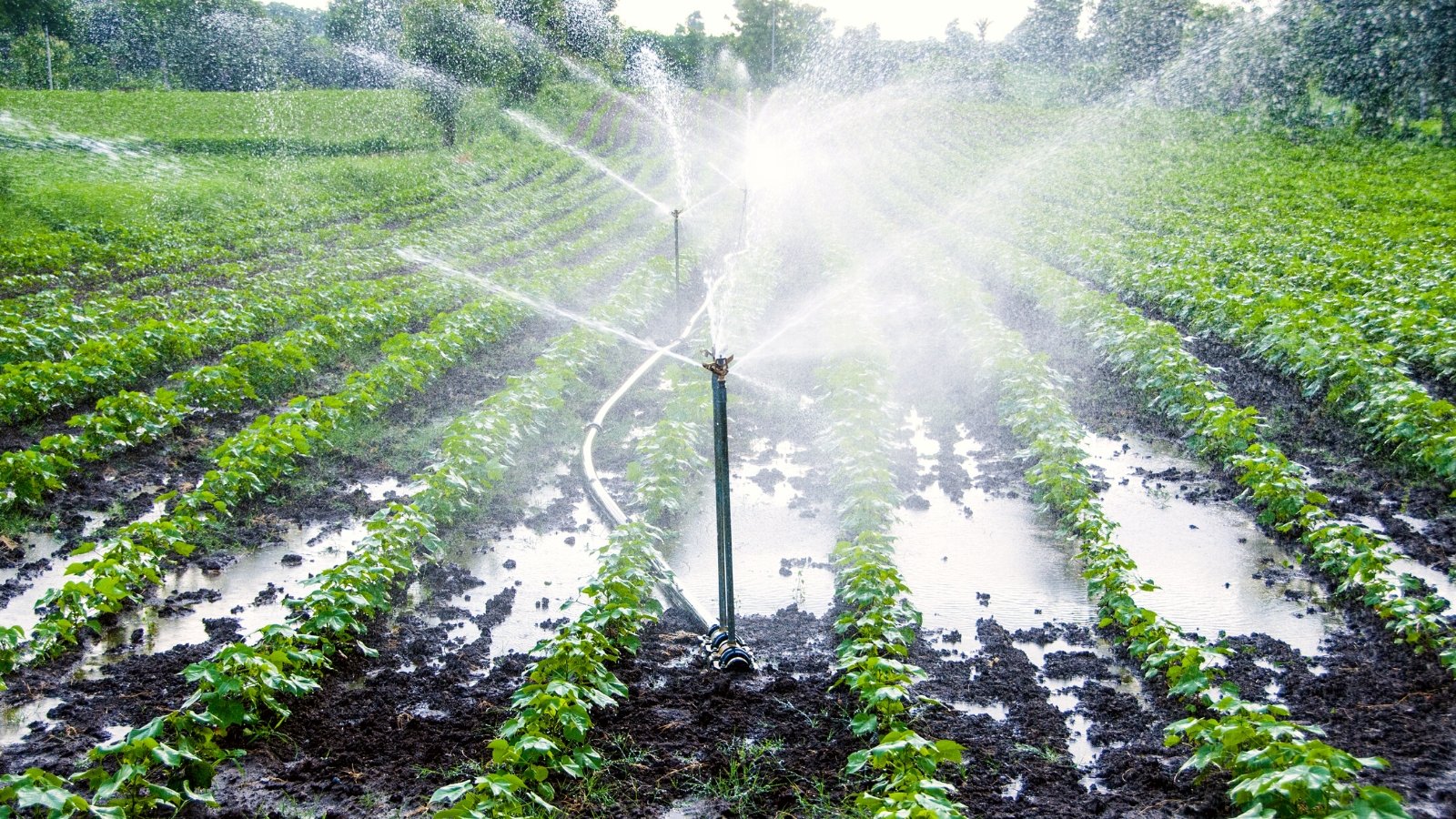 Is Overhead Watering Bad For Plants?