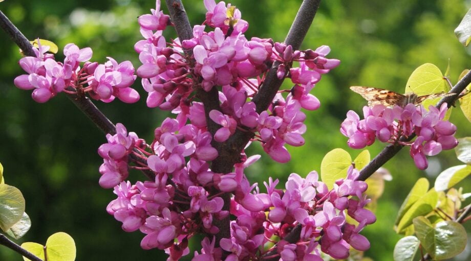 How to Plant, Grow, and Care for Redbud Trees