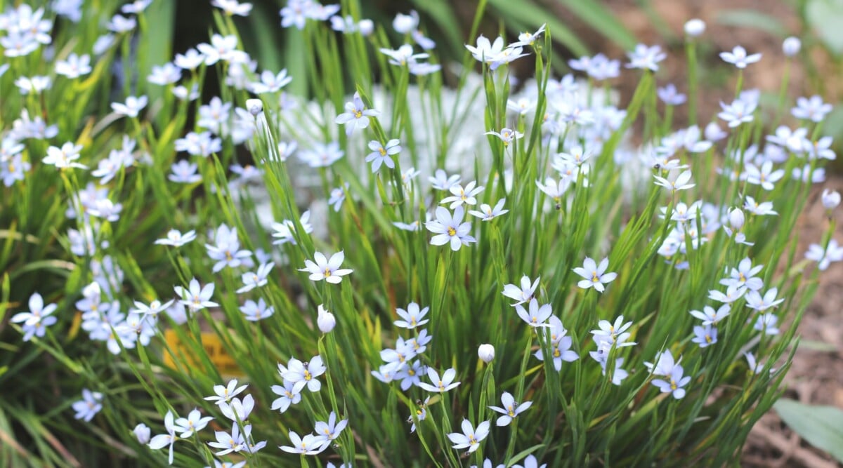 Delicate blue-eyed grass showcasing sky-blue petals at the edge of the slender, green leaves. The intricate flower cluster forms a stunning contrast against the surrounding foliage, emphasizing its petite yet captivating nature.