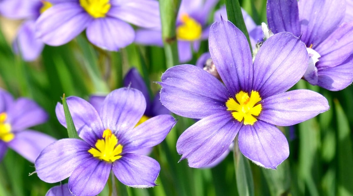 A close-up capturing vibrant purple blue-eyed grass flowers with striking yellow centers. The background features more of these striking flowers and blue-eyed grasses, creating a captivating display of nature's beauty and diversity.