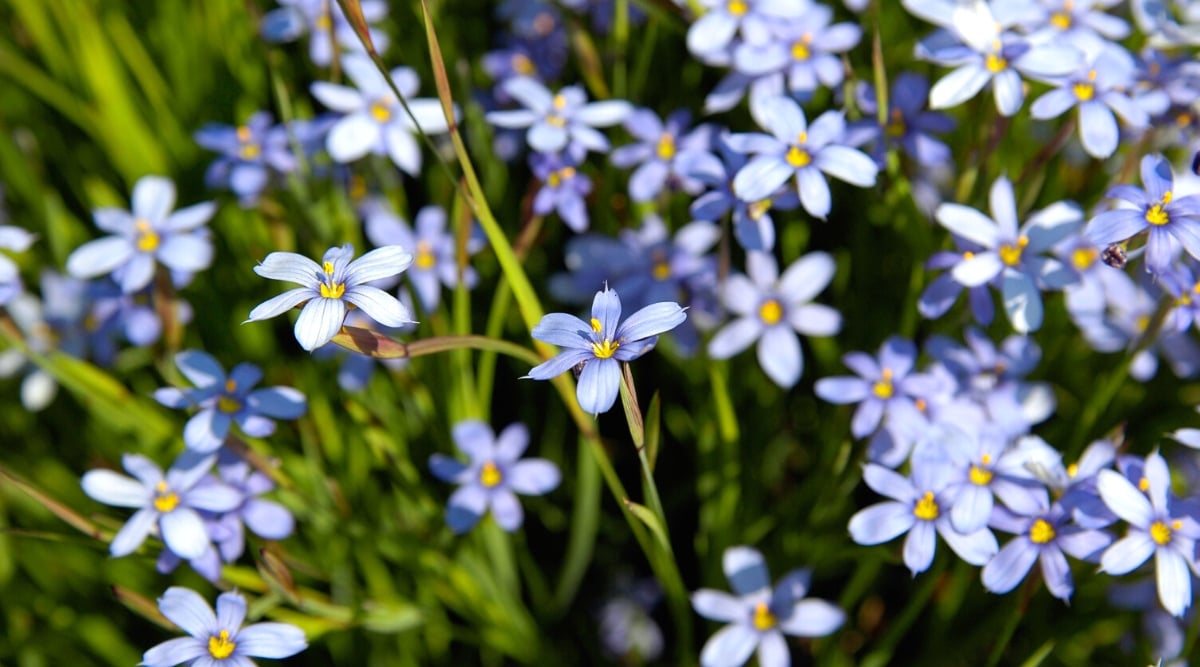 Blue flowers soak in the golden sunlight, their azure hues shimmering with nature's brilliance. The blurred backdrop unveils a serene scene, showcasing clusters of these enchanting flowers, their slender stems gracefully swaying in the gentle breeze.