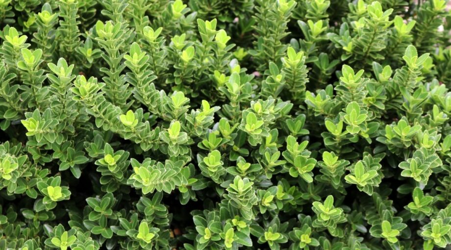 27 Varieties of Boxwood for Your Garden