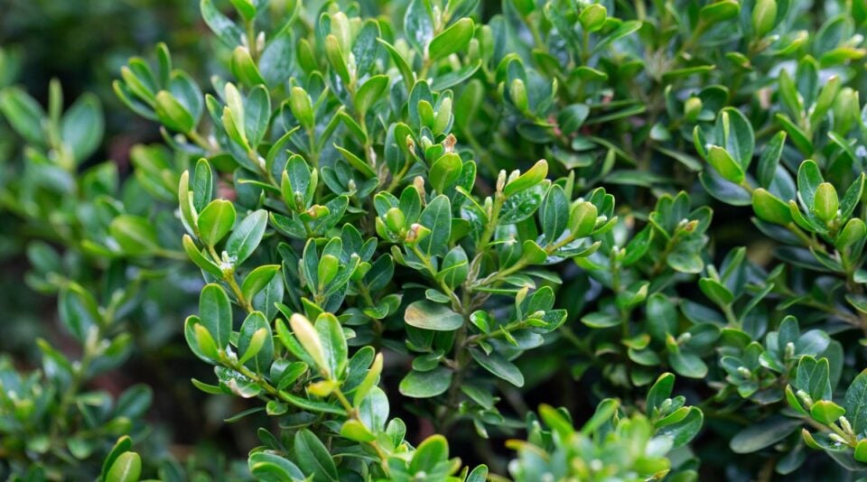27-varieties-of-boxwood-for-your-garden