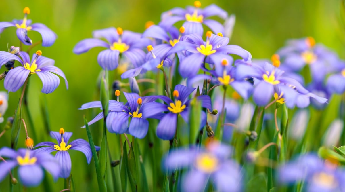 Purple flowers, their yellow centers vivid in the sunlight, blossom elegantly atop slender stalks. The delicate blossoms create a captivating contrast against a softly blurred background.