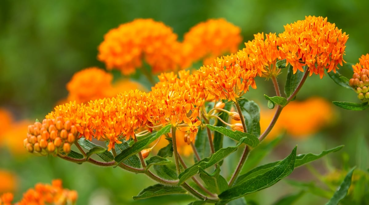 Sun-kissed butterfly weed blooms bask in the morning glow. Clusters of fiery orange flowers, petals edged with a whisper of yellow, stand out against a soft blur of green foliage. Gentle morning light paints the scene with warmth, inviting pollinators to a feast of nectar.
