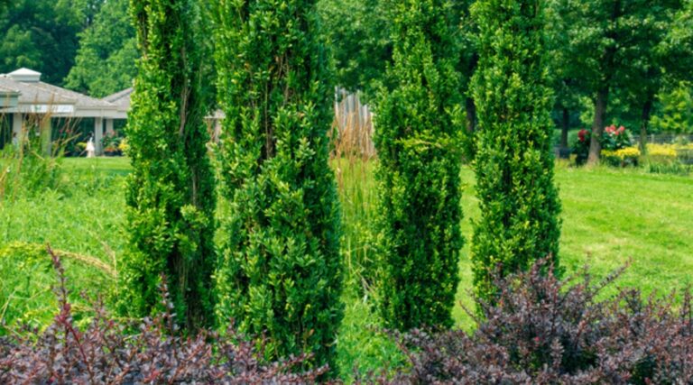 27 Varieties of Boxwood for Your Garden