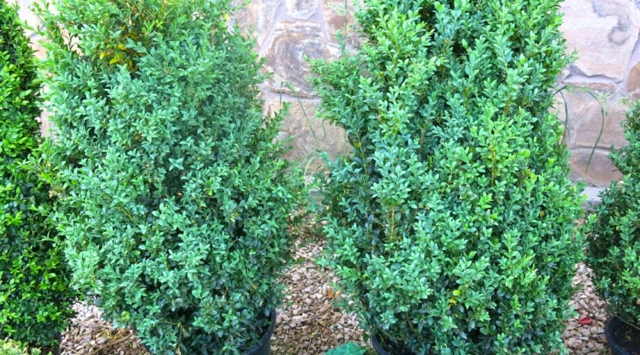 27 Varieties of Boxwood for Your Garden