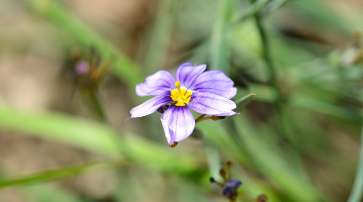 In this close-up, a purple flower takes center stage. The intricate details of the flower's core unfold, revealing a mesmerizing dance of colors against a soft, blurred backdrop of verdant grasses.