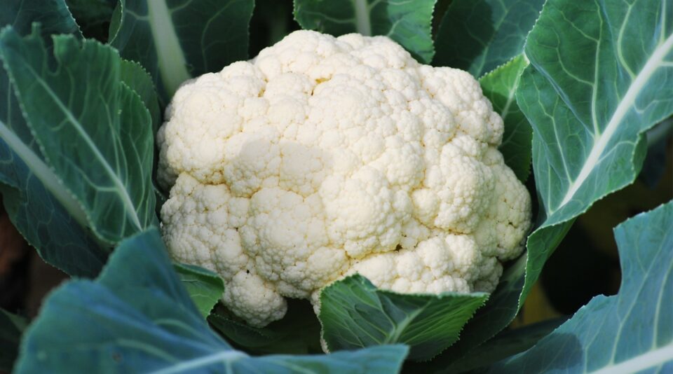 27 Best Seeds to Start Indoors in Early Spring
