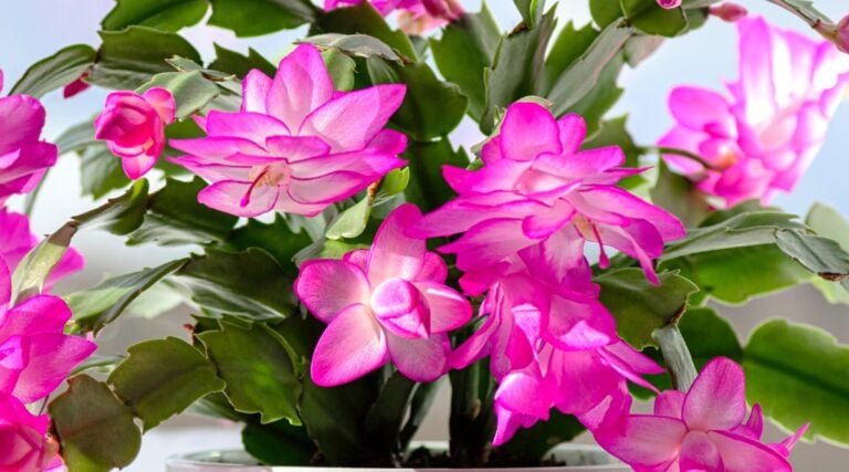 5 Christmas Cactus Diseases: How to Identify, Prevent, and Treat