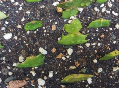 Christmas cactus soil with small pieces of plant placed to propagate them