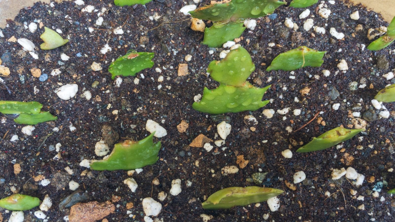 Christmas cactus soil with small pieces of plant placed to propagate them