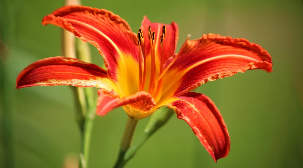 A close-up look at the radiant beauty of an orange daylily. Its fiery petals stretch outwards, showcasing a heart of molten red and gold. The background fades into a gentle blur, leaving the spotlight on this stunning bloom.
