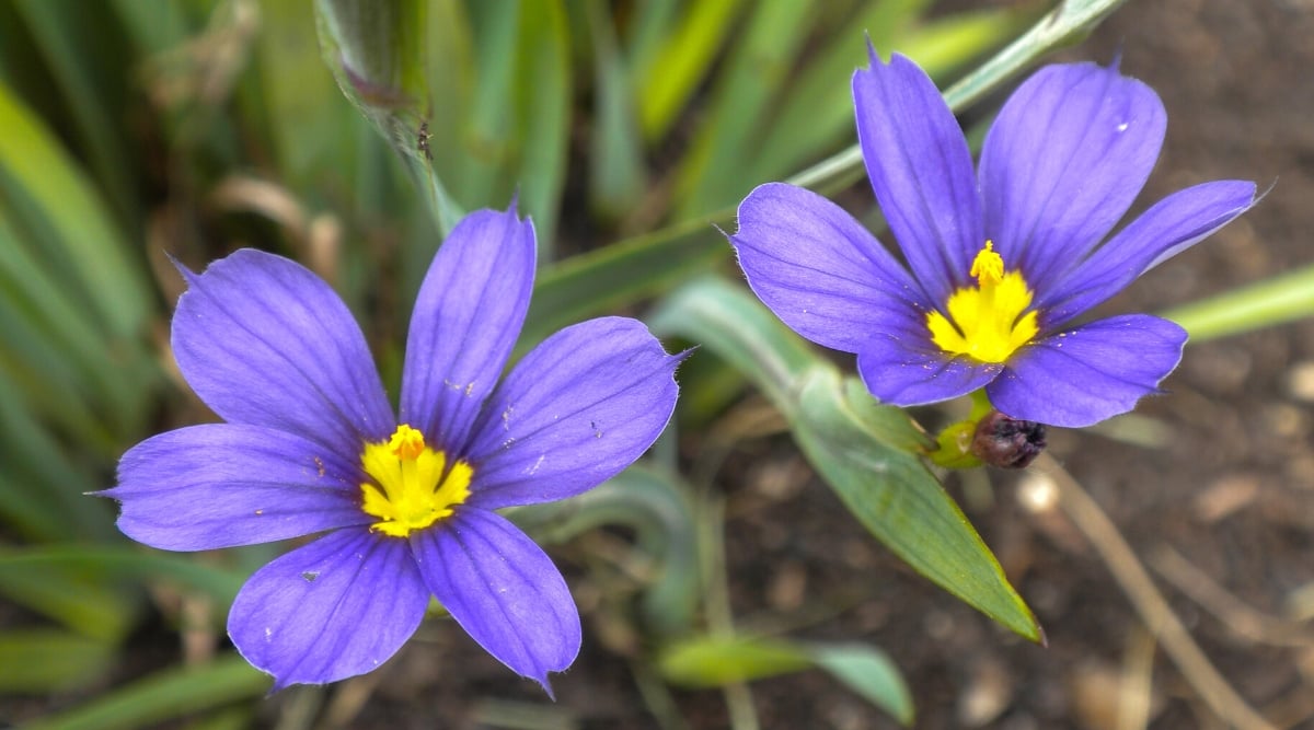A close-up showcasing two purple  flowers boasting yellow centers against a softly blurred backdrop of surrounding grasses and soil. The intricate petals reveal delicate details while the yellow centers draw focus, creating a mesmerizing floral composition in nature.