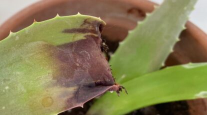 How to Plant, Grow, and Care for Minnie Belle Aloe
