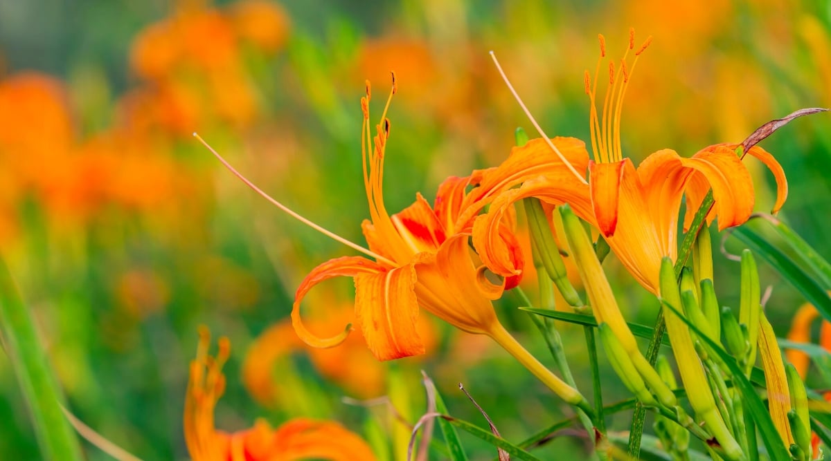 A close-up captures the vibrant beauty of orange daylily blossoms with large, open bloom with six petals unfurling like a radiant sun. Inside the bloom, a cluster of long, orange stamens protrude, adding a touch of texture and depth. The background is slightly blurred, revealing a lush green garden with more daylily blossoms.
