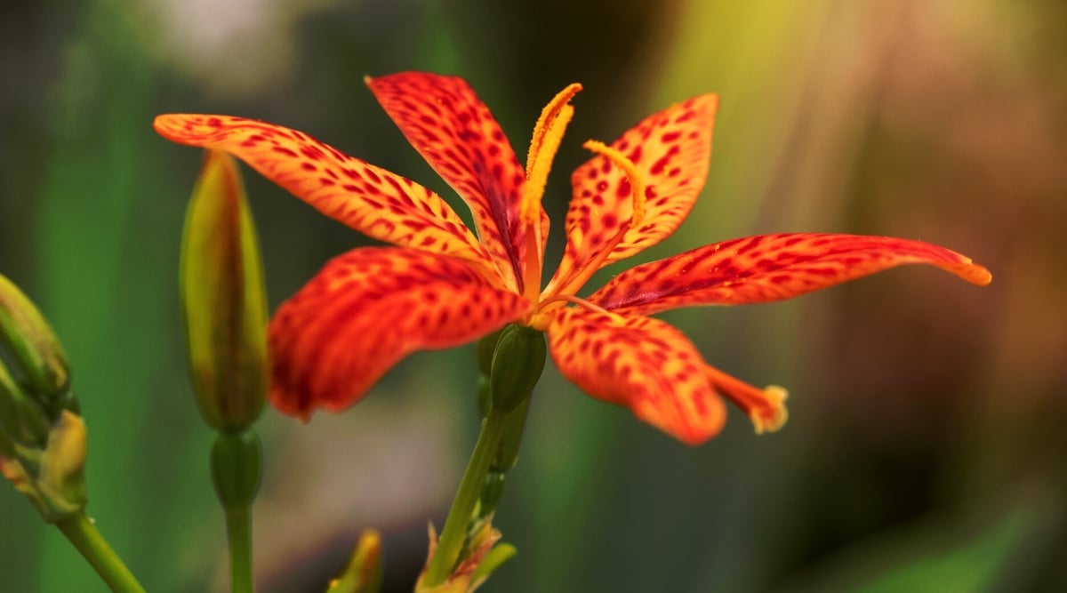 Close-up of a beautiful blackberry lily in full bloom. The flower's six petals are a vibrant orange-red color, with darker streaks radiating from the base. The edges of the petals are gently ruffled, adding to the flower's delicate appearance. 

