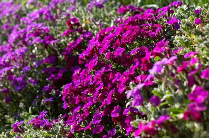 A dazzling cascade of delicate purple and pink aubretia flowers. Each petal boasts a vibrant hue, ranging from deep amethyst to soft rose, and forms intricate clusters that resemble miniature bouquets.