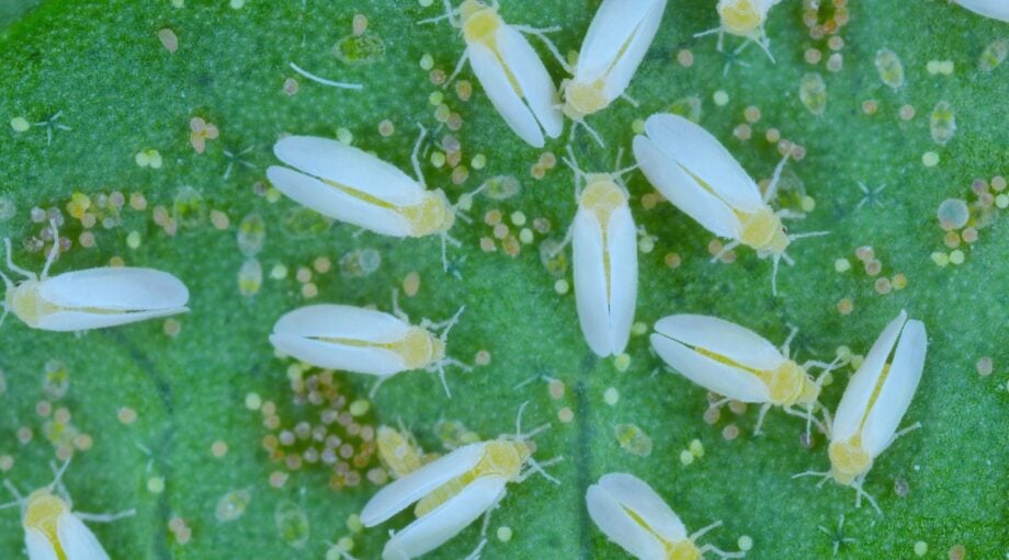 9 Christmas Cactus Pests How to Identify and Manage Them Bugs On Christmas Cactus