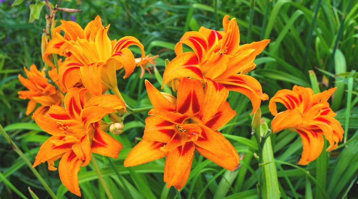This close-up captures the radiant beauty of daylilies in full bloom. Their delicate petals unfurl in a blaze of vibrant orange, with veins of deep crimson radiating outwards from the center. The daylilies stand amidst a lush green carpet of grass, their vivid hues contrasting beautifully against the earthy backdrop.