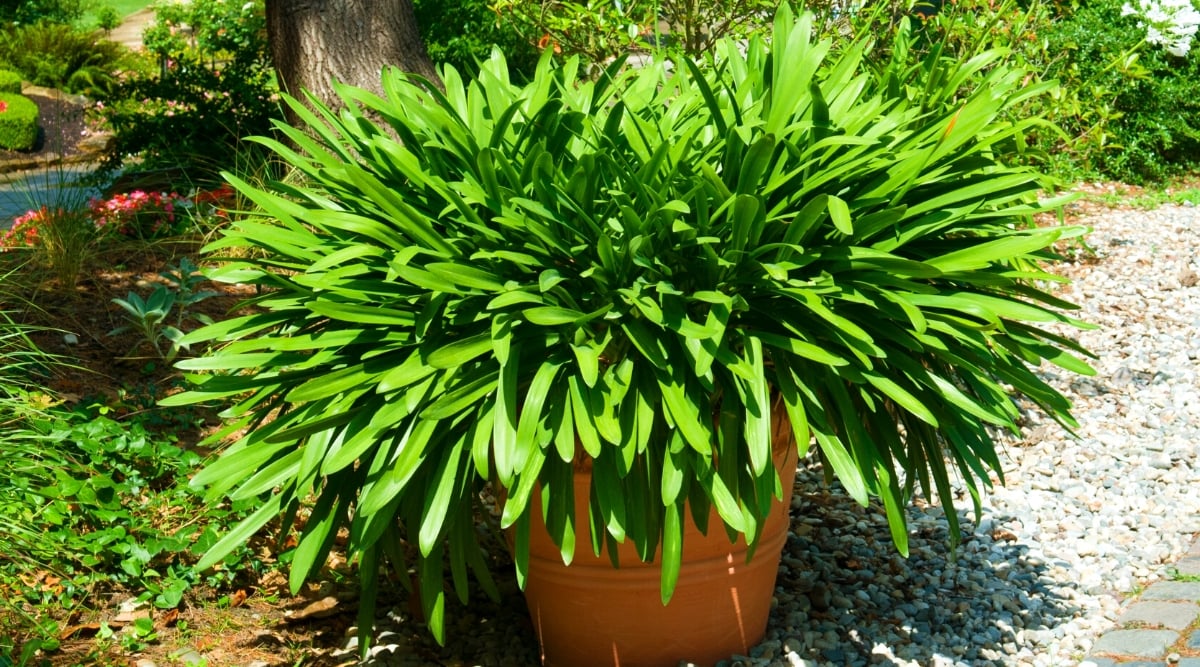 A daylily plant in a large pot, set against a backdrop of leafy trees in a summer city park. The plant has lush green, long, and thick leaves, but no flowers. It looks like the flowers are past their bloom, and the plant might be in the process of producing new leaves. 