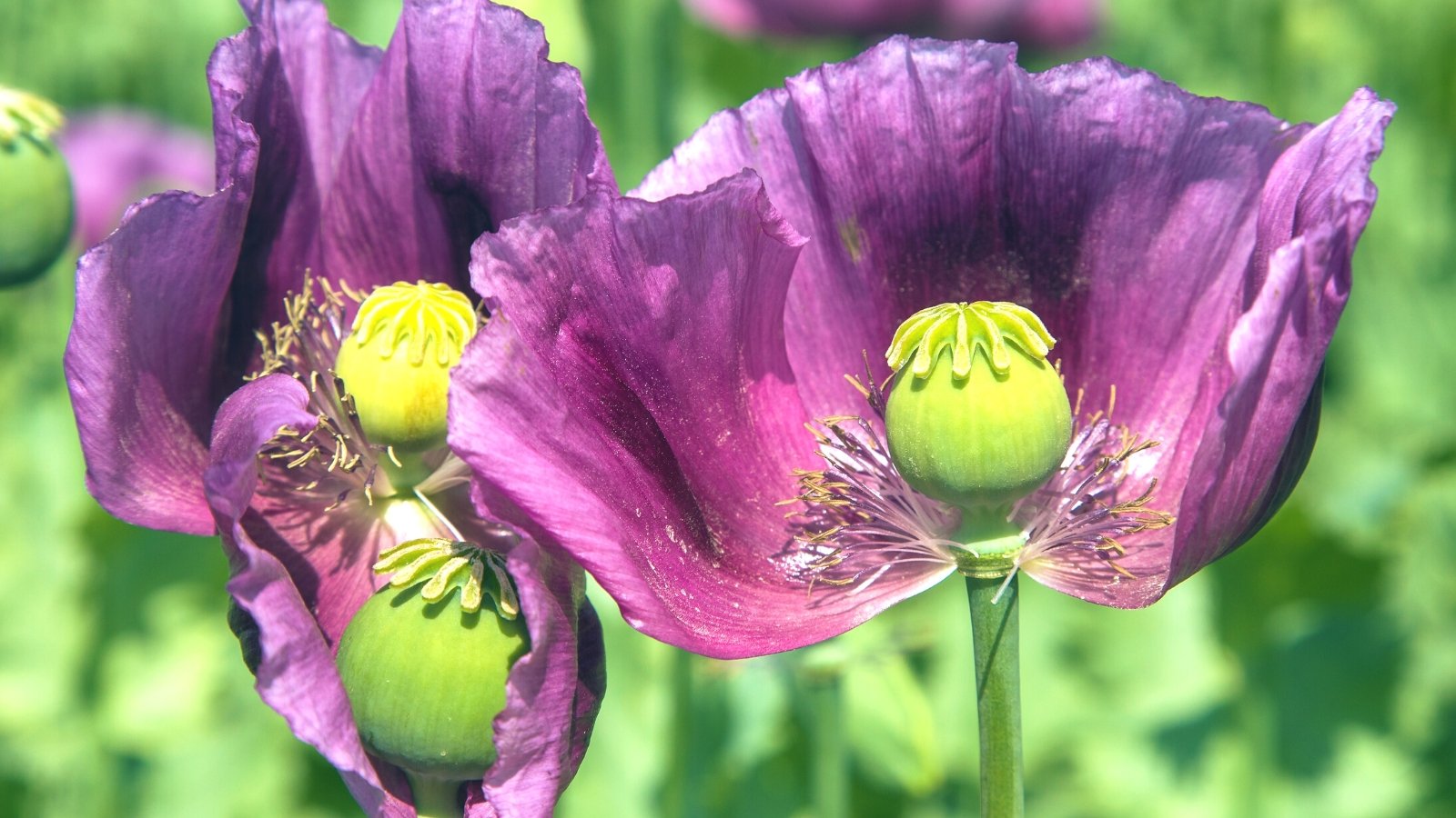 How to Plant, Grow, and Care for Breadseed Poppies