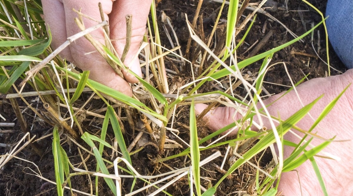 A close-up of hands delicately separating a cluster of grass from rich soil. Fingers gently cradle the slender stems, showcasing a careful, tactile connection with nature. The vibrant green of the plant contrasts vividly with the earthy tones of the soil.