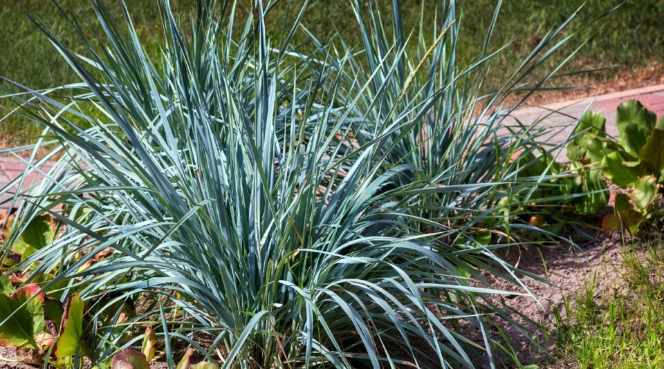 45 Ornamental Grasses Native to the United States