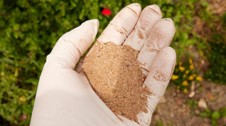 How to Plant, Grow, and Care for Turk's Cap Lilies