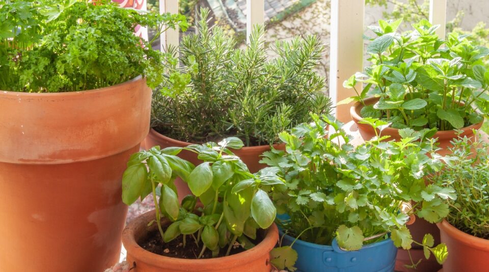 19 Best Seeds To Start Indoors in Winter