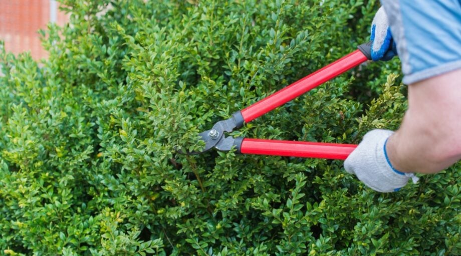 How to Prune Boxwood Shrubs