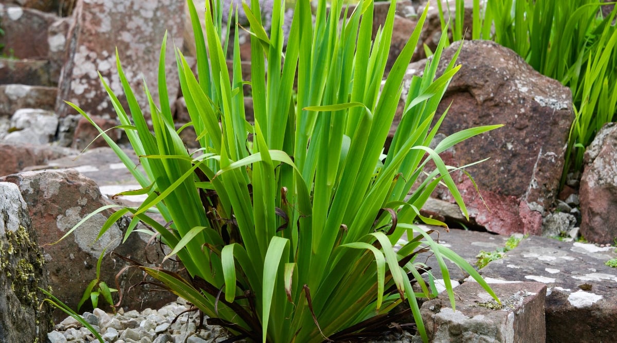 This petite perennial, displays slender, blade-like leaves arranged in tufts around a central stem. Nestled among large rocks.