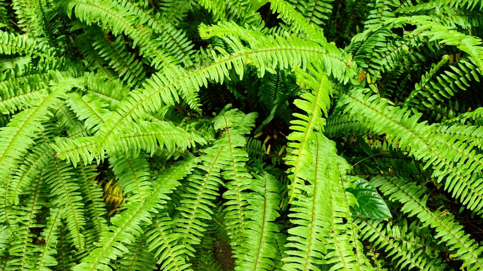 How to Plant, Grow, and Care for Christmas Ferns
