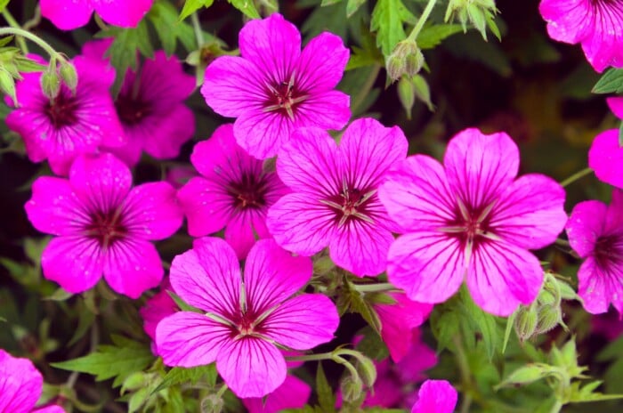 A close-up of pink hardy geranium flowers, showcasing delicate petals with intricate patterns. Below the resplendent blooms, the leaves of these geraniums boast a rich green hue with deeply lobed, intricate patterns.