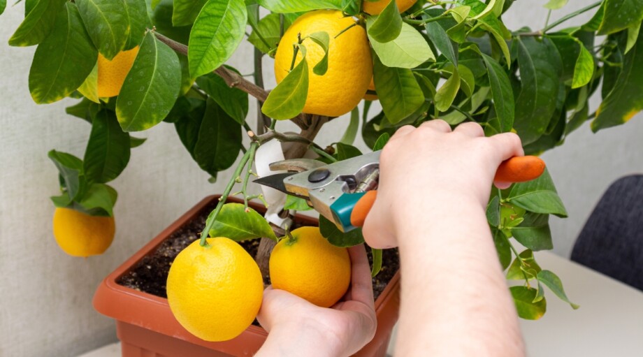 When To Pick Lemons From Potted Tree