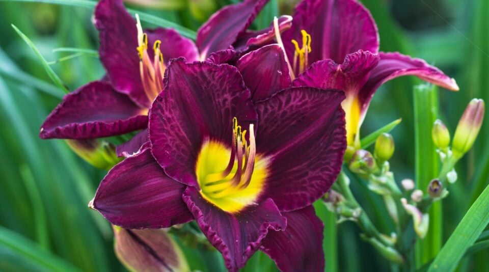 Bella Dress - Daylily main image 1