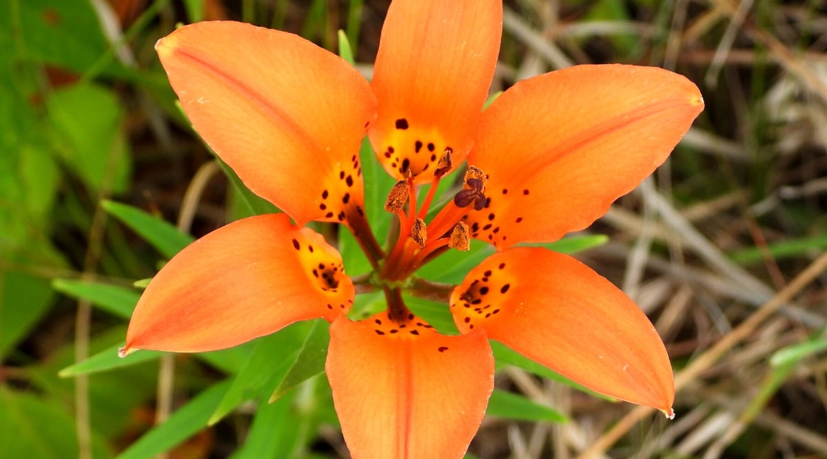 A close-up of a vibrant orange Wood Lily blossom, captured from directly above. The flower's six recurved petals unfurl gracefully, revealing a cluster of dark orange stamens and a pistil in the center. The petals are adorned with a multitude of tiny black spots in the center, adding a touch of contrast to the flower's fiery hue. 
