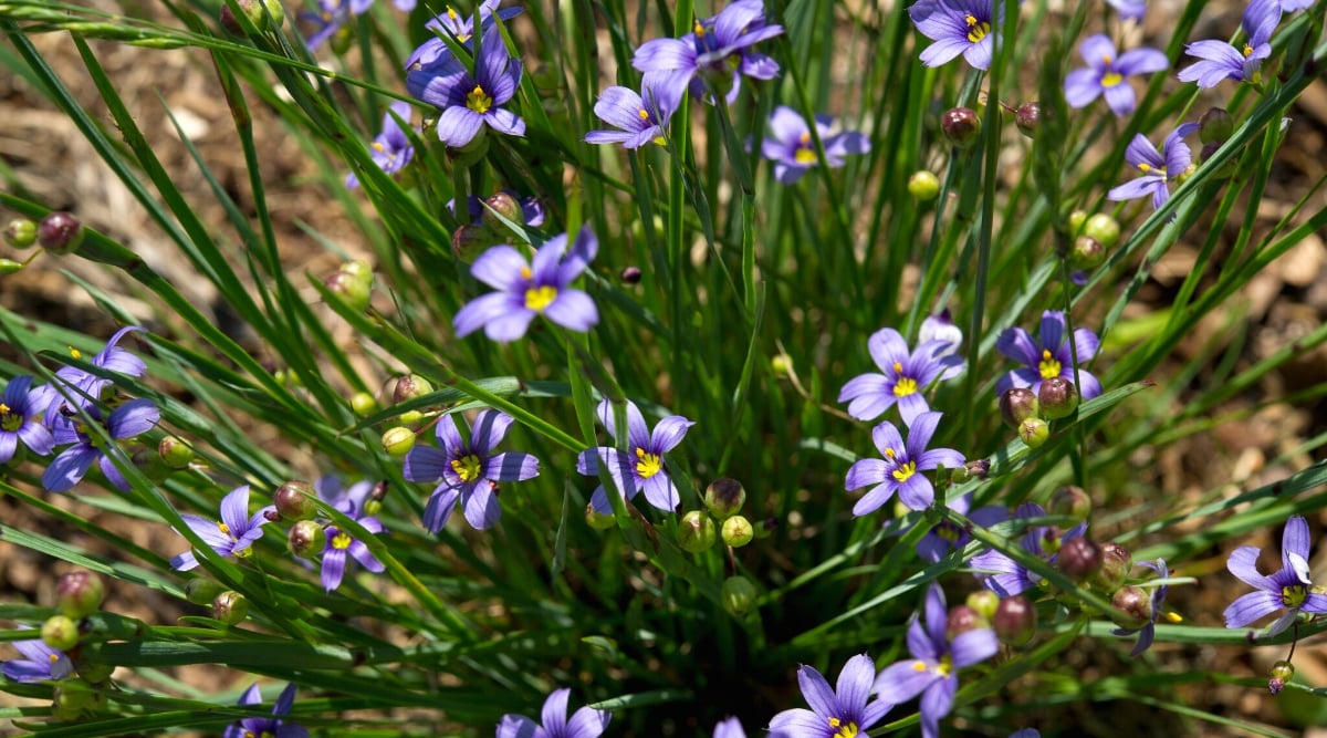 Mountain blue-eyed grass, a perennial herbaceous plant, stands tall with slender leaves, displaying purple flowers in a cluster. Each delicate petal catches the sunlight, casting a mesmerizing hue of purples.