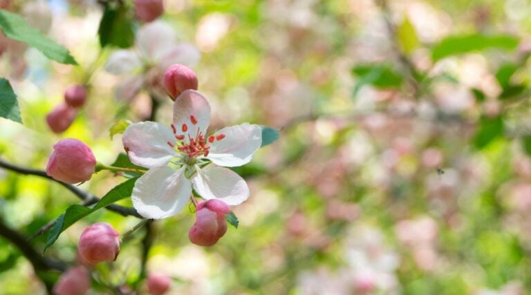 25 Top Plants to Attract Birds to Your Yard