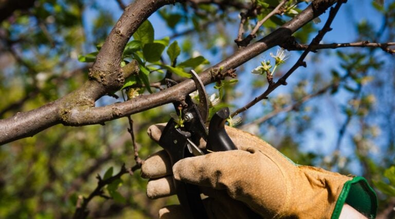 How to Plant, Grow, and Care for Redbud Trees