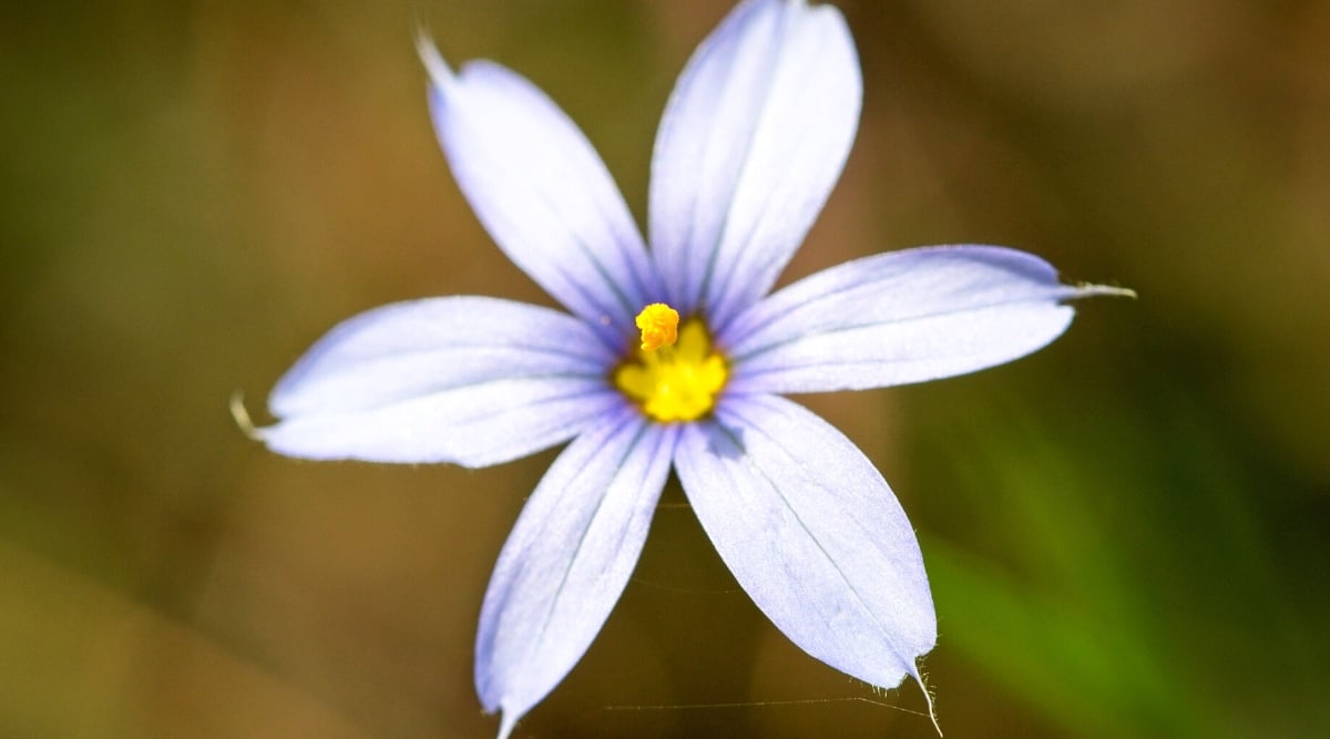 A delicate Alaska flower in close-up, its pale blue petals gently unfurling around a vibrant yellow center. The blurred background accentuates the flower's exquisite details, drawing focus to its captivating hues.