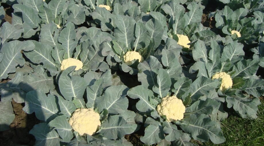 15 Vegetables to Start Seeding in February