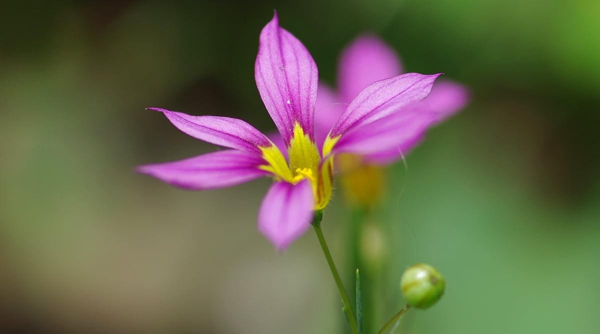 A close-up of a purple annual flower, its petals showcasing a stunning hue against a softly blurred background. The elongated petals create a striking contrast, drawing attention to the yellow center that radiates natural beauty and intricate detail.