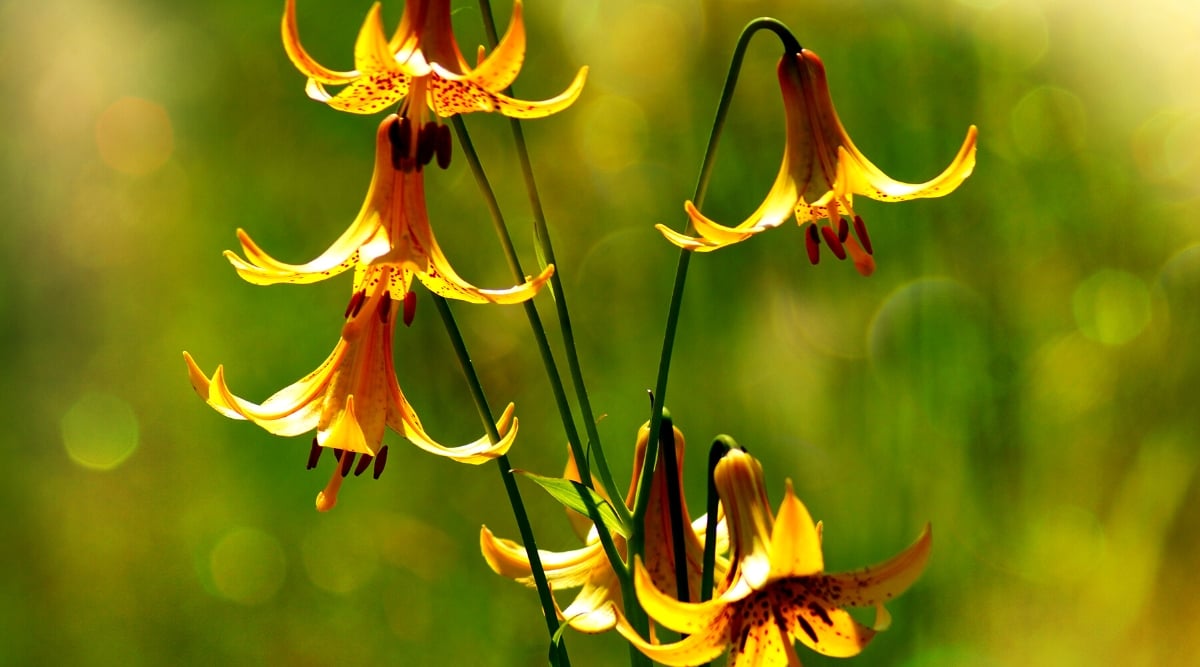 A close-up of several vibrant orange Canada Lily flowers with trumpet-shaped petals. Their stamens protrude from the center of the flowers, with pollen-dusted anthers. Long, slender stems support the flowers against a soft green backdrop.
